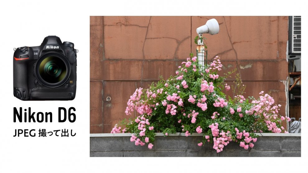 Nikon D6 スナップ写真のJPEG撮って出し作例 | Photography | 15SCOPE ...
