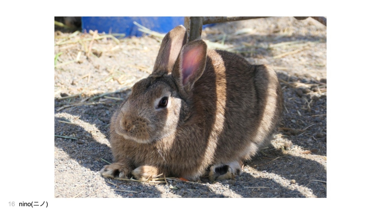nino(ニノ)さんの投稿作品