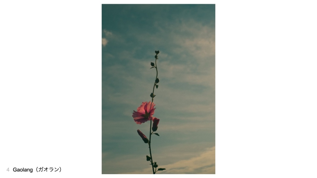 Gaolang（ガオラン）さんの投稿作品