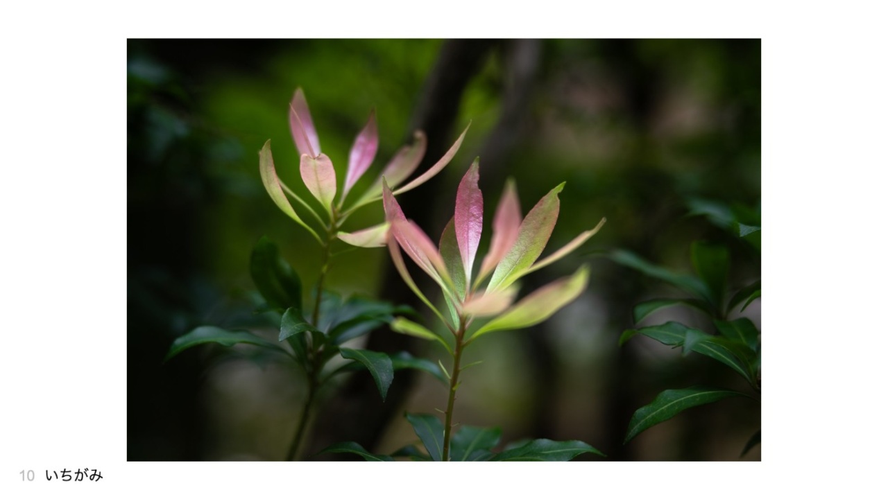 いちがみさんの投稿作品