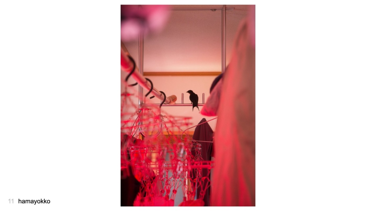 hamayokkoさんの投稿作品