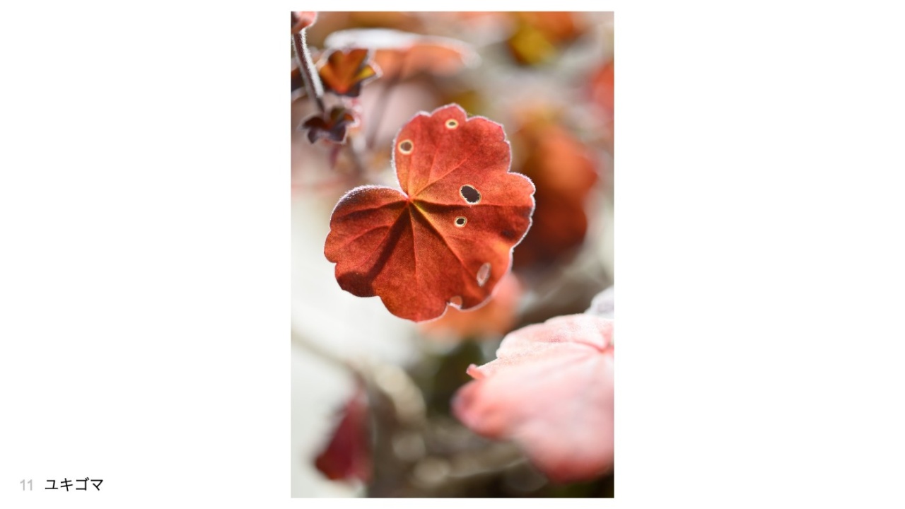 ユキゴマさんの投稿作品