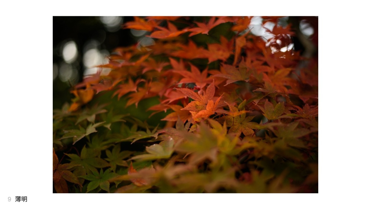 薄明さんの投稿作品