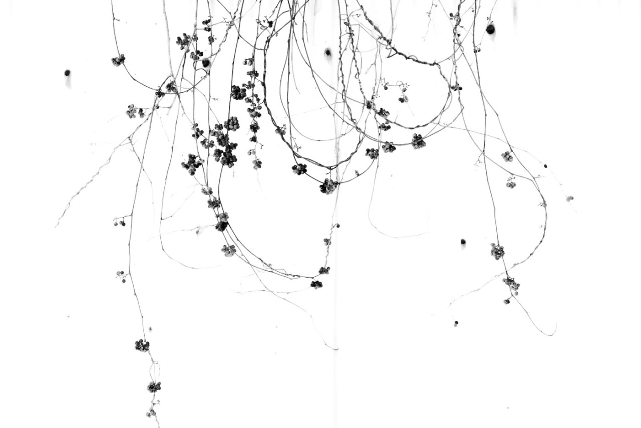 hamayokkoさんの投稿作品